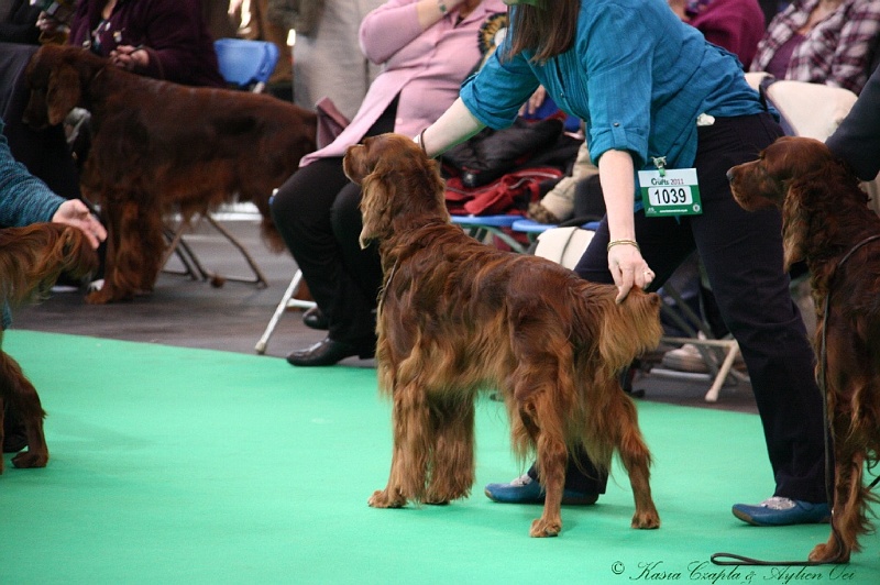 Crufts2011 631.jpg